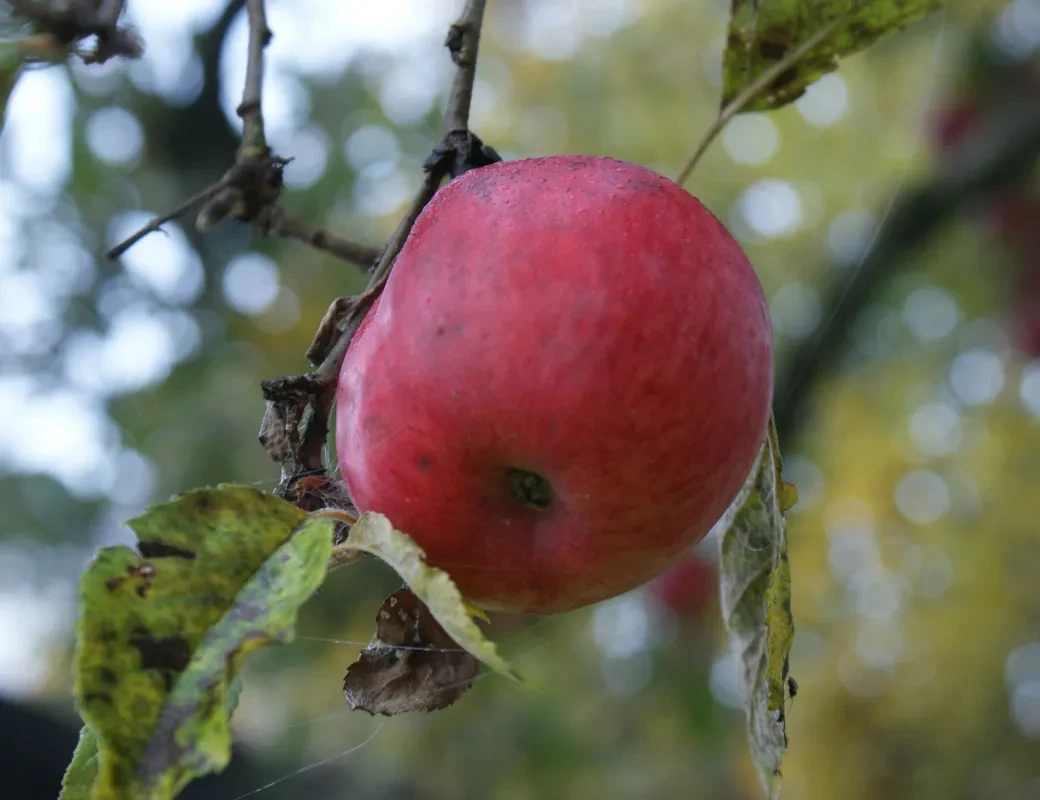 Rotbackiger Apfel am Baum