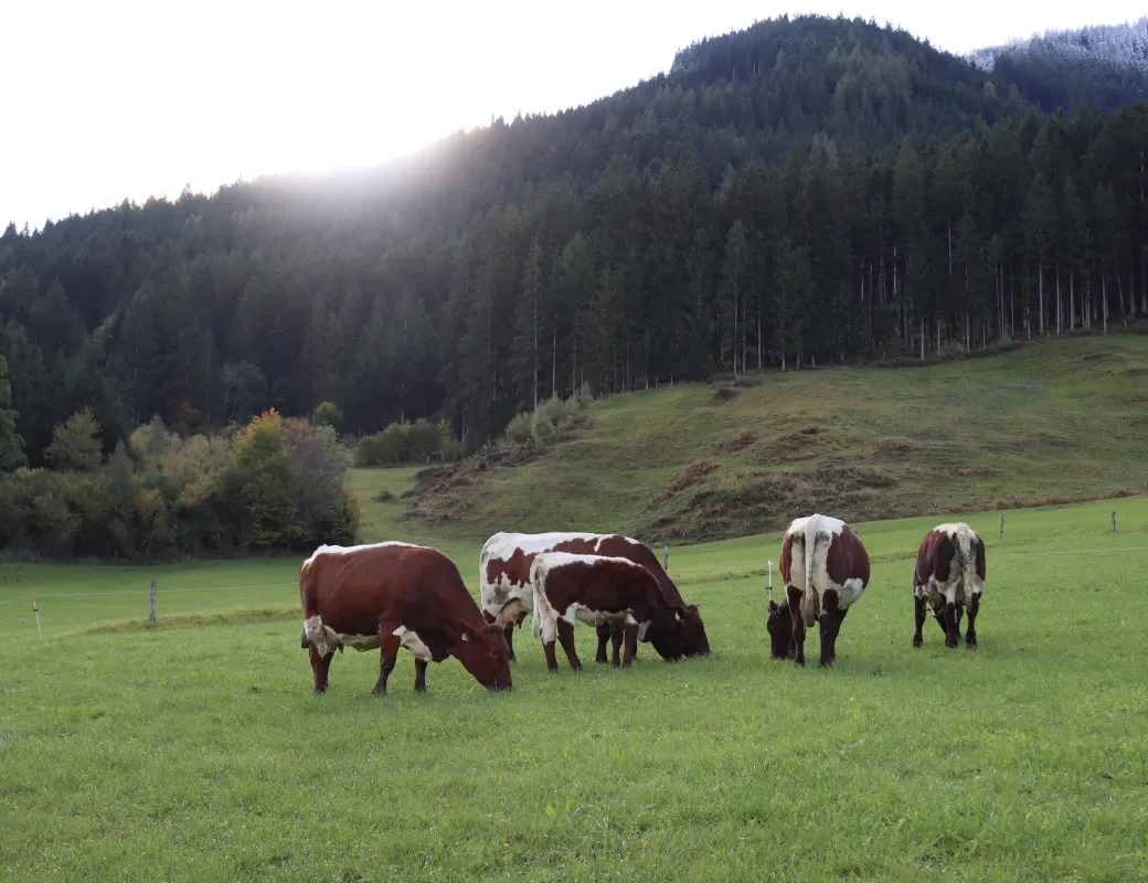 Elisabeth Eisl_Genusstagebuch 39_Kühe auf der Weide von Alois Scheiber