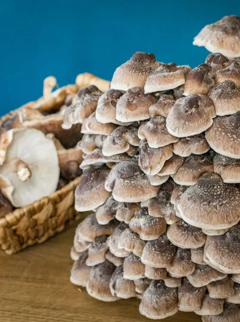 Austernseitlinge getrocknete Pilze