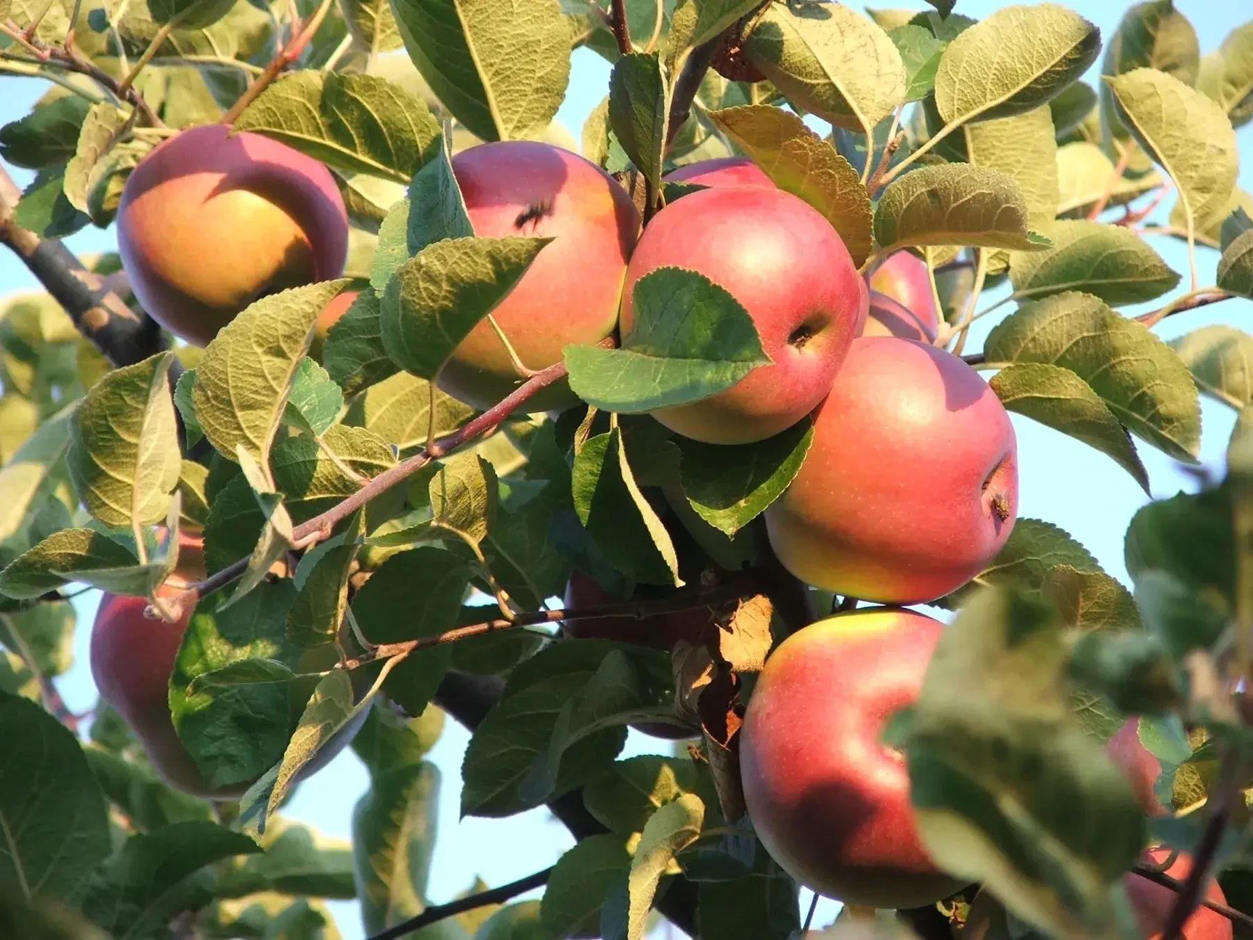 Teufelsgütl Eder  Äpfel am Baum © Familie Eder